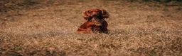 Cocker Spaniel dogs for stud: For Stud - Camsiscan Solaris Samurai  - Advert 2