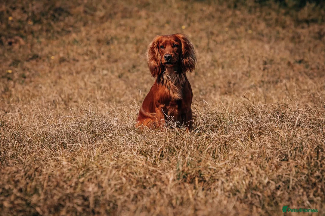 Cocker Spaniel dogs for stud: For Stud - Camsiscan Solaris Samurai  - Advert 2