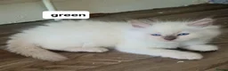 Ragdoll cats for sale: Last female Ragdoll kitty READY NOW - Advert 3