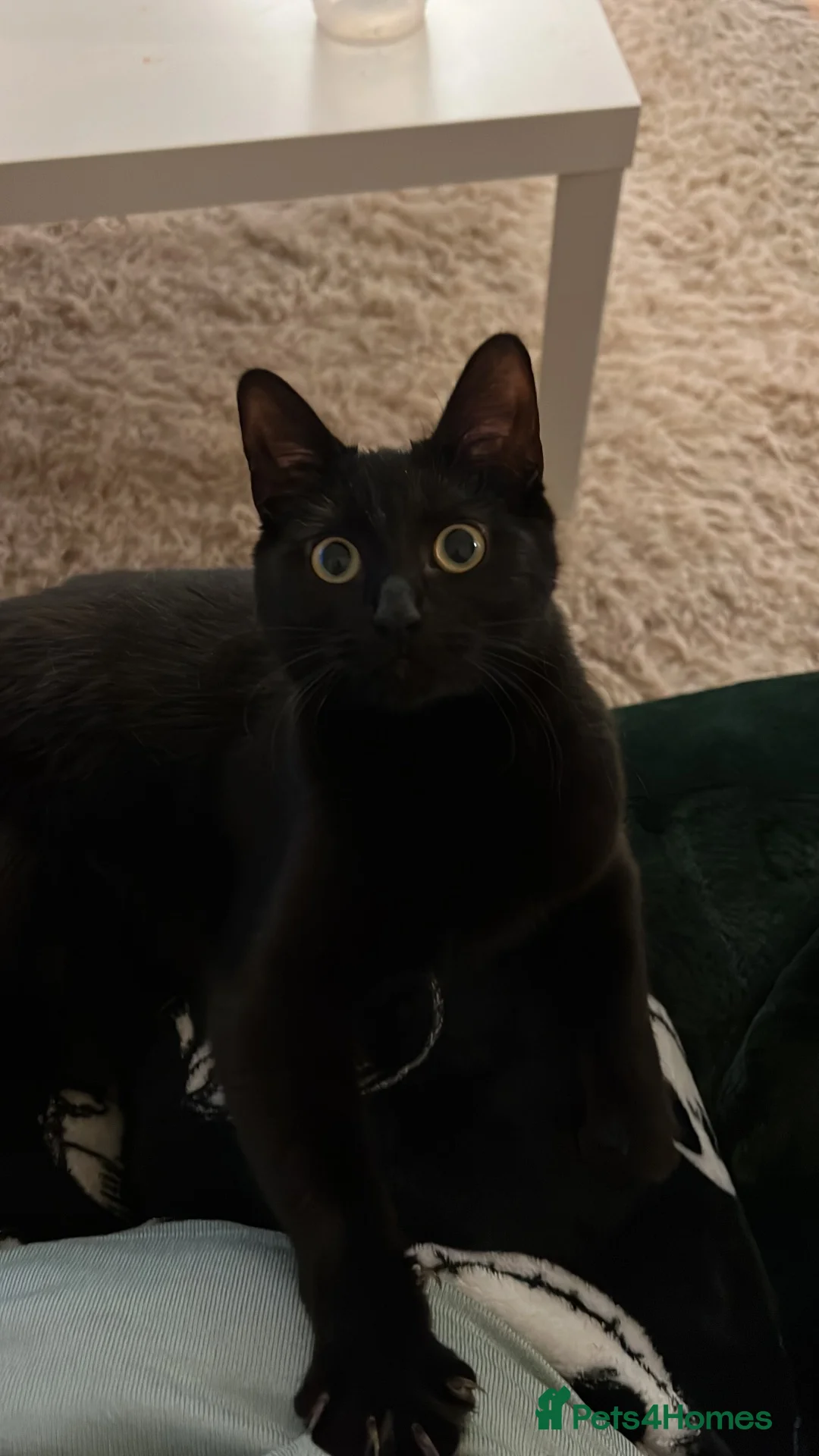Mixed Breed cats for sale: Layl  - Advert 2