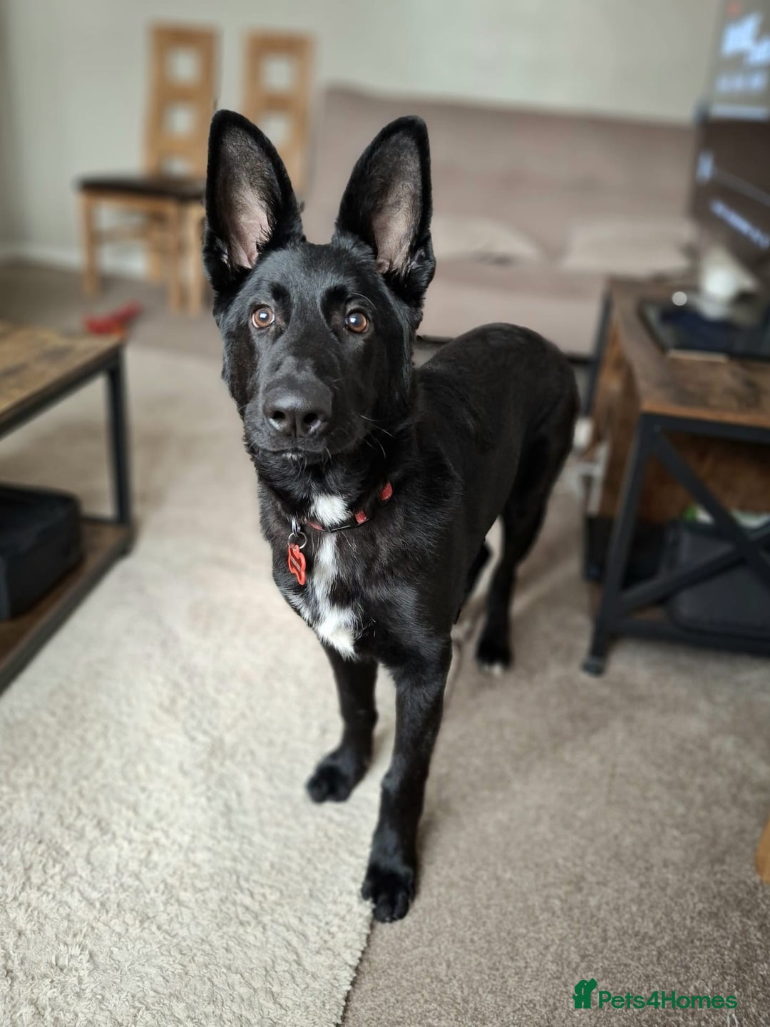 German Shepherd dogs for sale: German Shepherd KC Registered - Advert 2