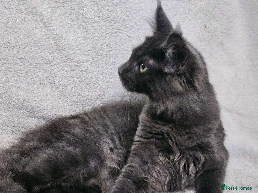 Maine Coon cats for sale: Black Smoke Kittens - Advert 5