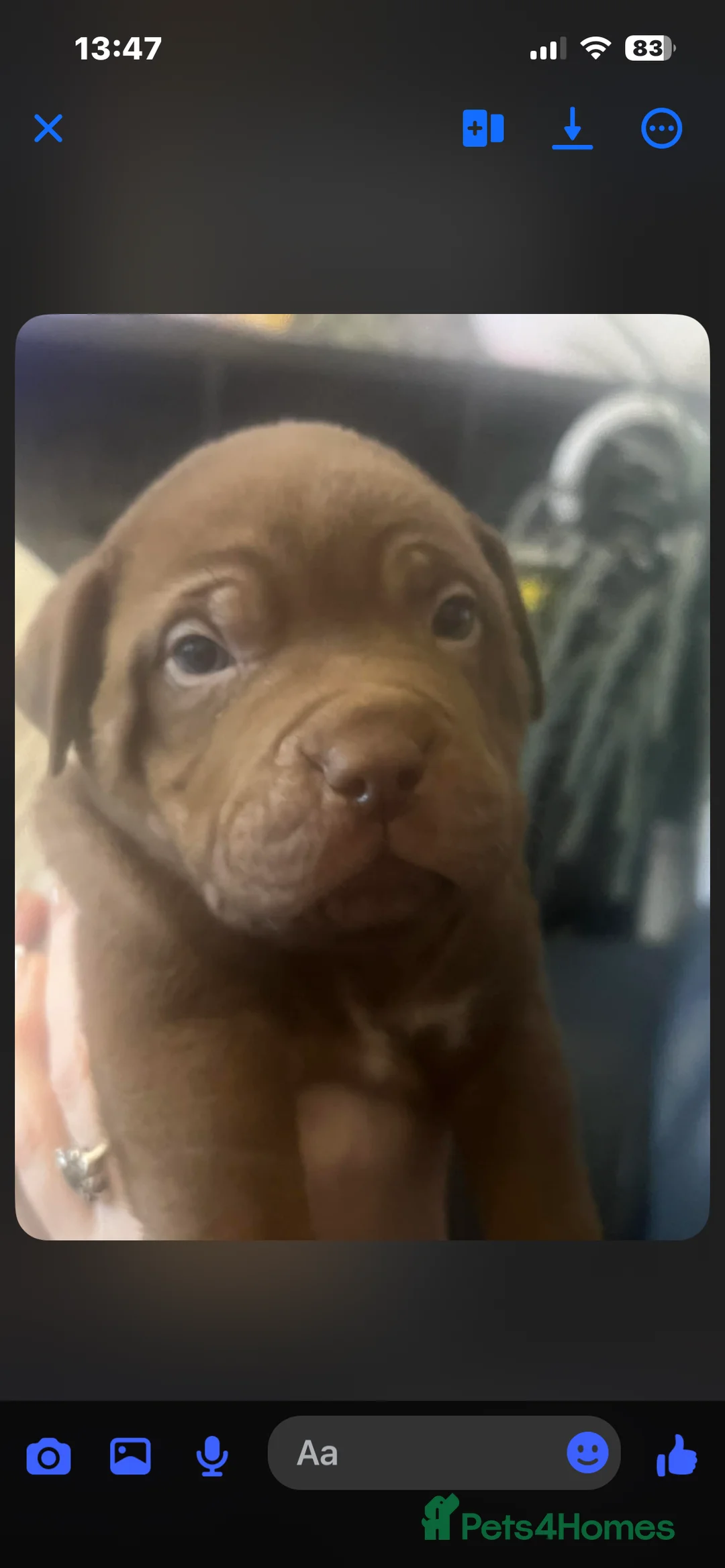 Mixed Breed dogs for sale: Shar pei x pocket bully - Advert 14