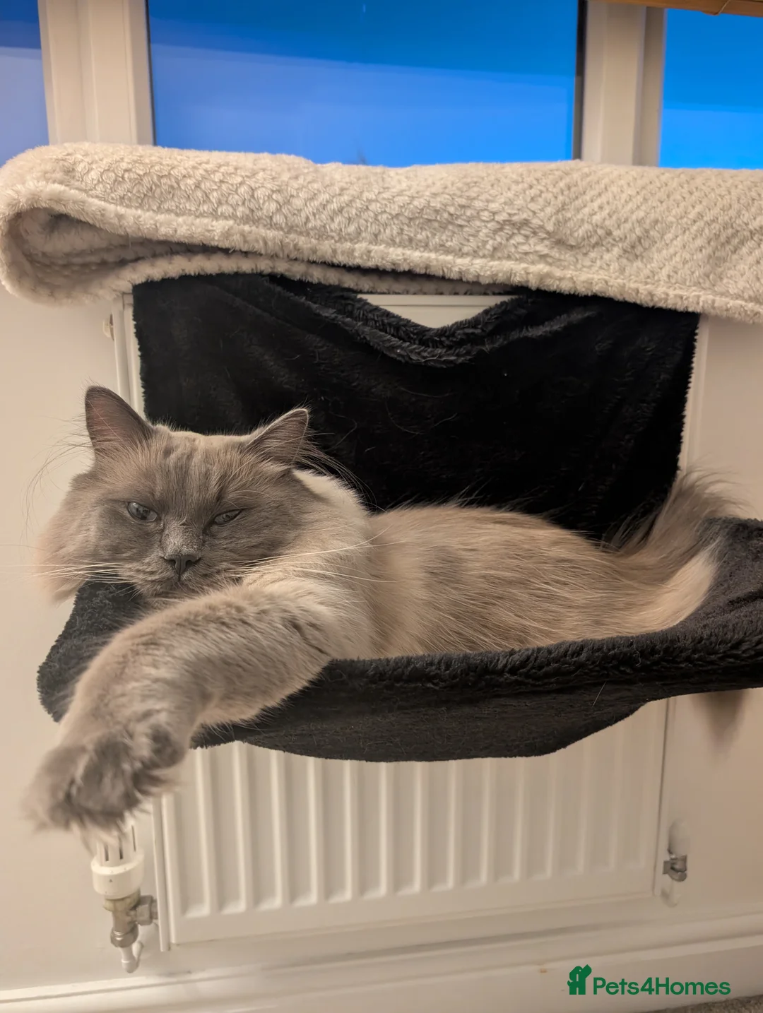 Ragdoll cats for sale: Ragdoll Male for Sale  - Advert 9