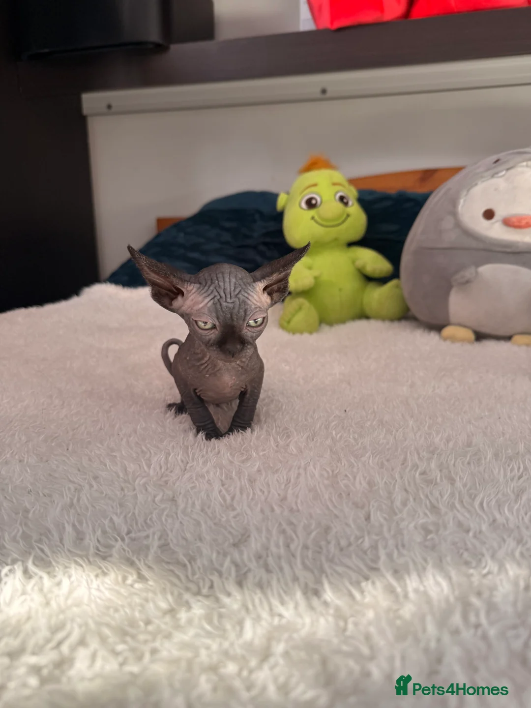 Sphynx cats for sale: Beautiful girls looking for forever home  in Warrington - Advert 1