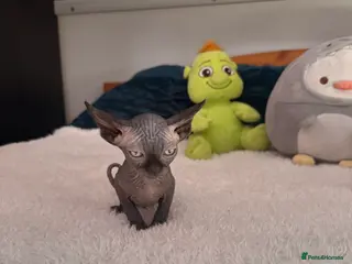 Sphynx cats Beautiful girls looking for forever home in Warrington - Advert 5