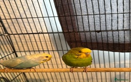 Budgerigars birds for sale: 2 Budgies  - Image 1