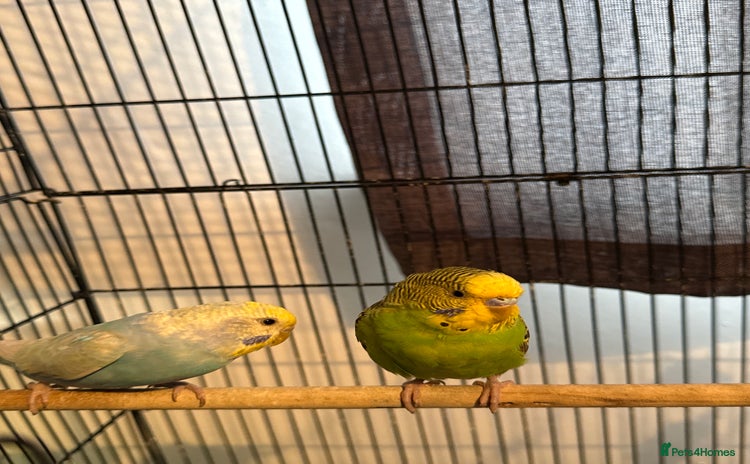 Budgerigars birds - Advert 13