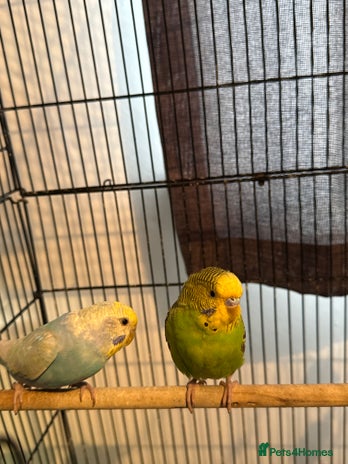 Budgerigars birds - Advert 3