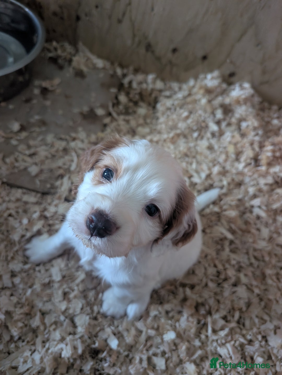 Cocker Spaniel dogs for sale: KC registered working cocker spaniel puppiess.  - Image 2