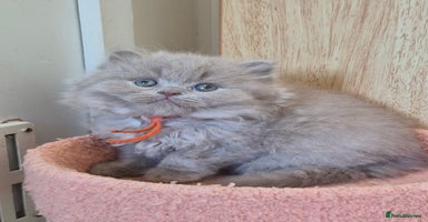 British Shorthair cats - Advert 11