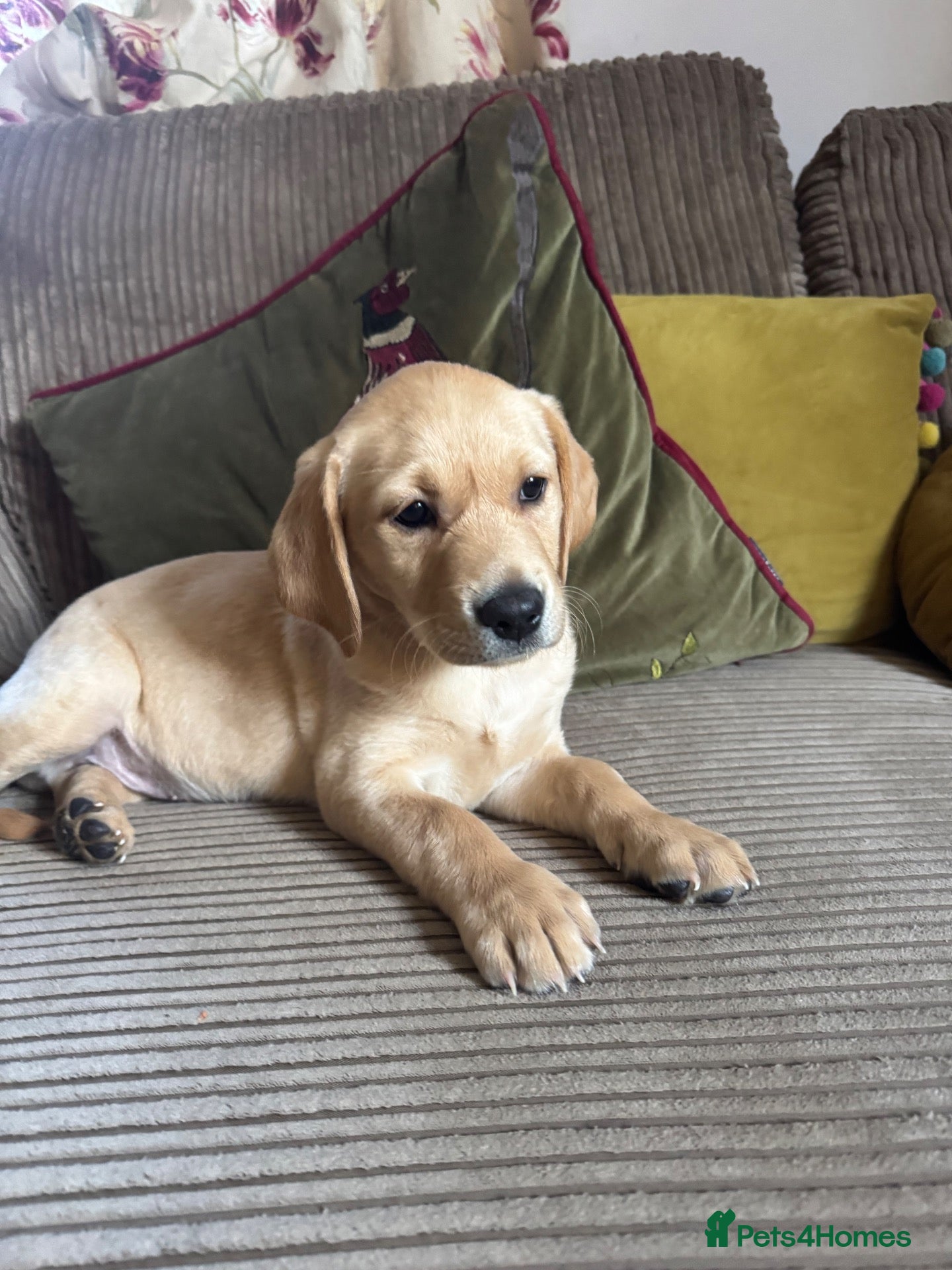 Labrador Retriever dogs Outstanding litter KC registered Labrador puppies - Advert 1