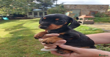 Miniature Dachshund dogs - Advert 13