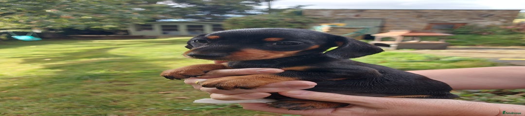 Miniature Dachshund Puppy 1