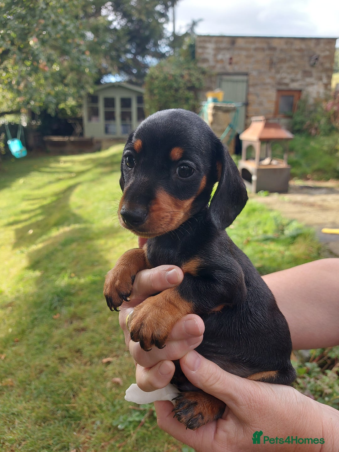Miniature Dachshund dogs for sale: Beautiful litter of 6 true to type miniature pups. - Image 3