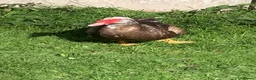Ducks poultry for sale: Muscovy drake - Advert 5