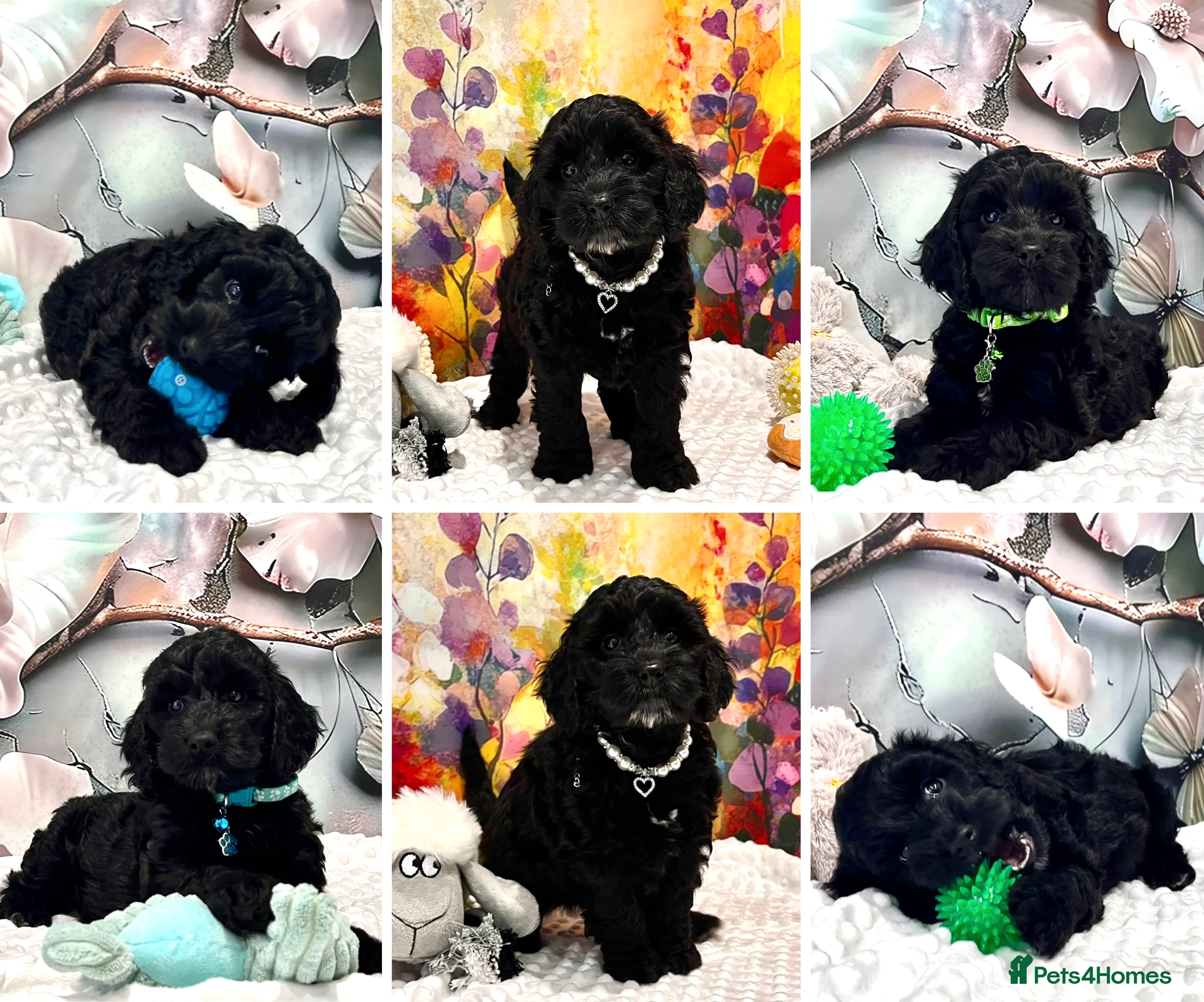 Cockapoo dogs 🏆CHAMPION LINES🌟 SHOWTYPE Miniature F1 Cockapoos - Advert 3