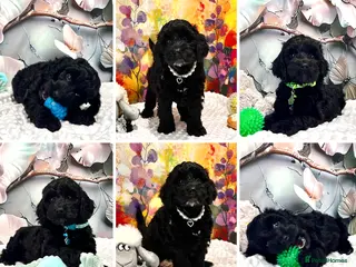 Cockapoo dogs 🏆CHAMPION LINES🌟 SHOWTYPE Miniature F1 Cockapoos - Advert 2