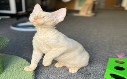 Devon Rex cats for sale: Amazing Boys Ready for 4ever home - Image 8