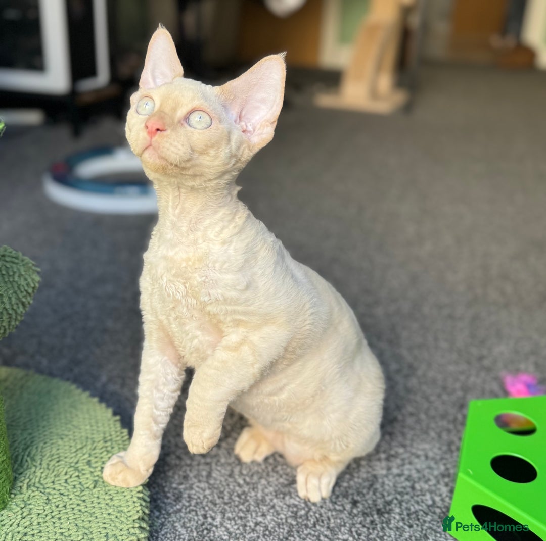 Devon Rex cats for sale: Amazing Boys Ready for 4ever home - Image 8