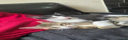 Mixed Breed cats for sale: 3 kittens ready for their forever home  - Advert 5