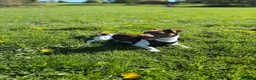 Jack Russell dogs for stud: Miniature jack Russell  - Advert 4
