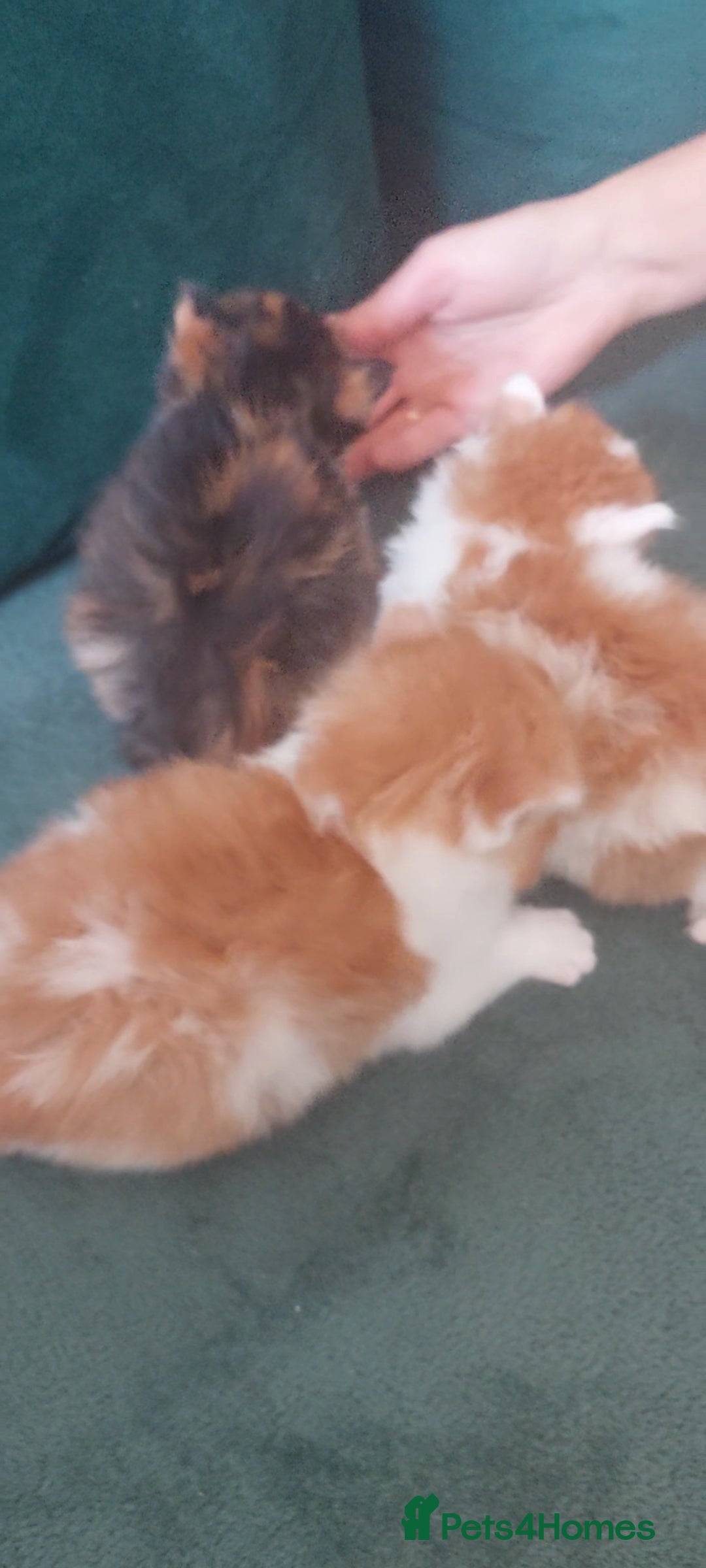 Mixed Breed cats for sale: 3 fluffy kittens - Advert 9
