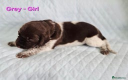 German Shorthaired Pointer dogs for sale: German Shorthaired Pointer/Irish Setter-Poinsetter - Image 14