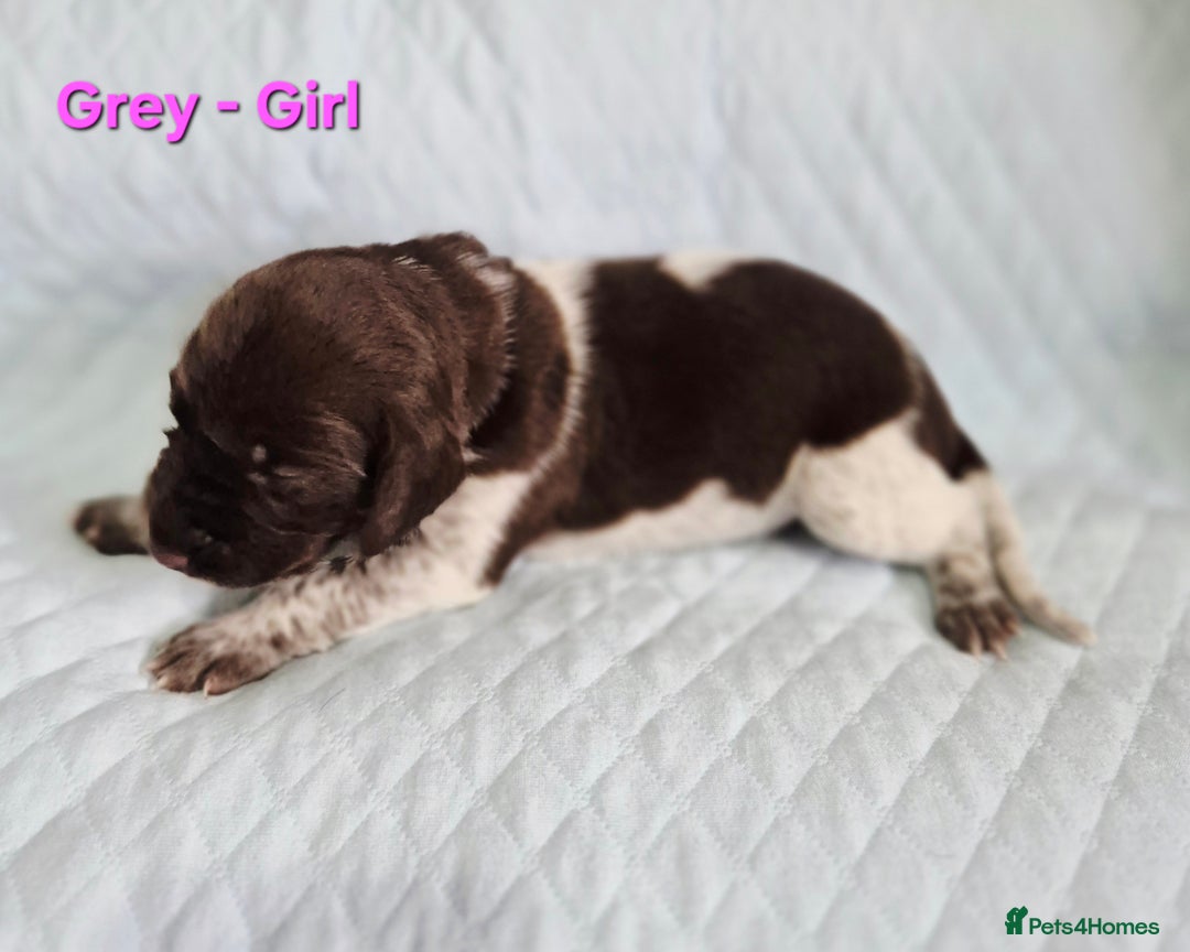 German Shorthaired Pointer dogs for sale: German Shorthaired Pointer/Irish Setter-Poinsetter - Image 14