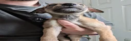 Greyhound dogs for sale: Greyhound puppies 2 male 1 female left - Advert 7