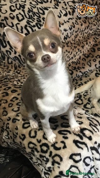 Chihuahua dogs KC BOYS LILAC, CHOCOLATE , BLUE , BOYS AVAILABLE. in Mansfield - Advert 11