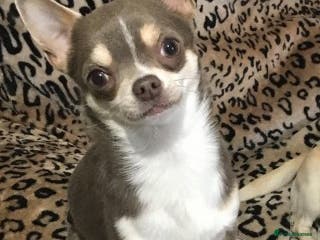 Chihuahua dogs KC BOYS LILAC, CHOCOLATE , BLUE , BOYS AVAILABLE. in Mansfield - Advert 12