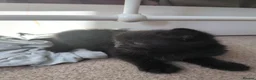 British Shorthair cats for sale: Kittens  - Advert 16