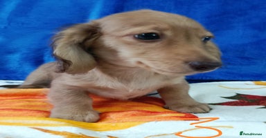 Miniature Dachshund dogs - Advert 1