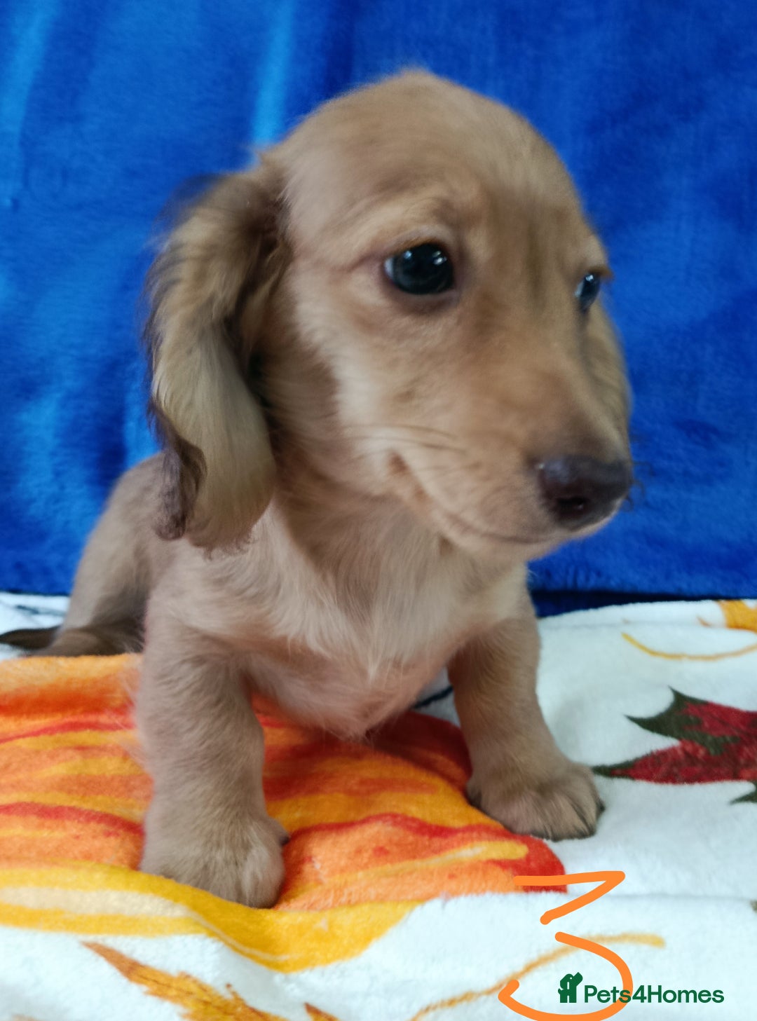 Miniature Dachshund dogs for sale: SHADED LH CREAM SUPER MINI DAXIS KC REG PRA CLR - Advert 7