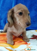 Miniature Dachshund dogs - Advert 1