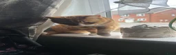 Mixed Breed cats for sale: Beautiful ginger Cat - Advert 3