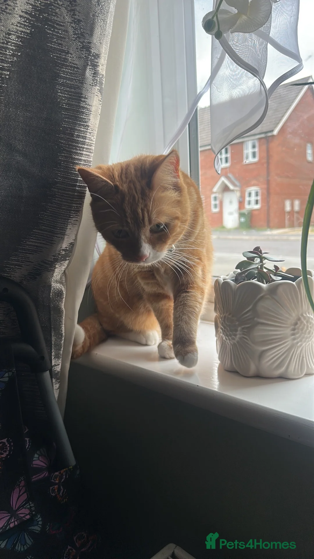 Mixed Breed cats for sale: Beautiful ginger Cat - Advert 3