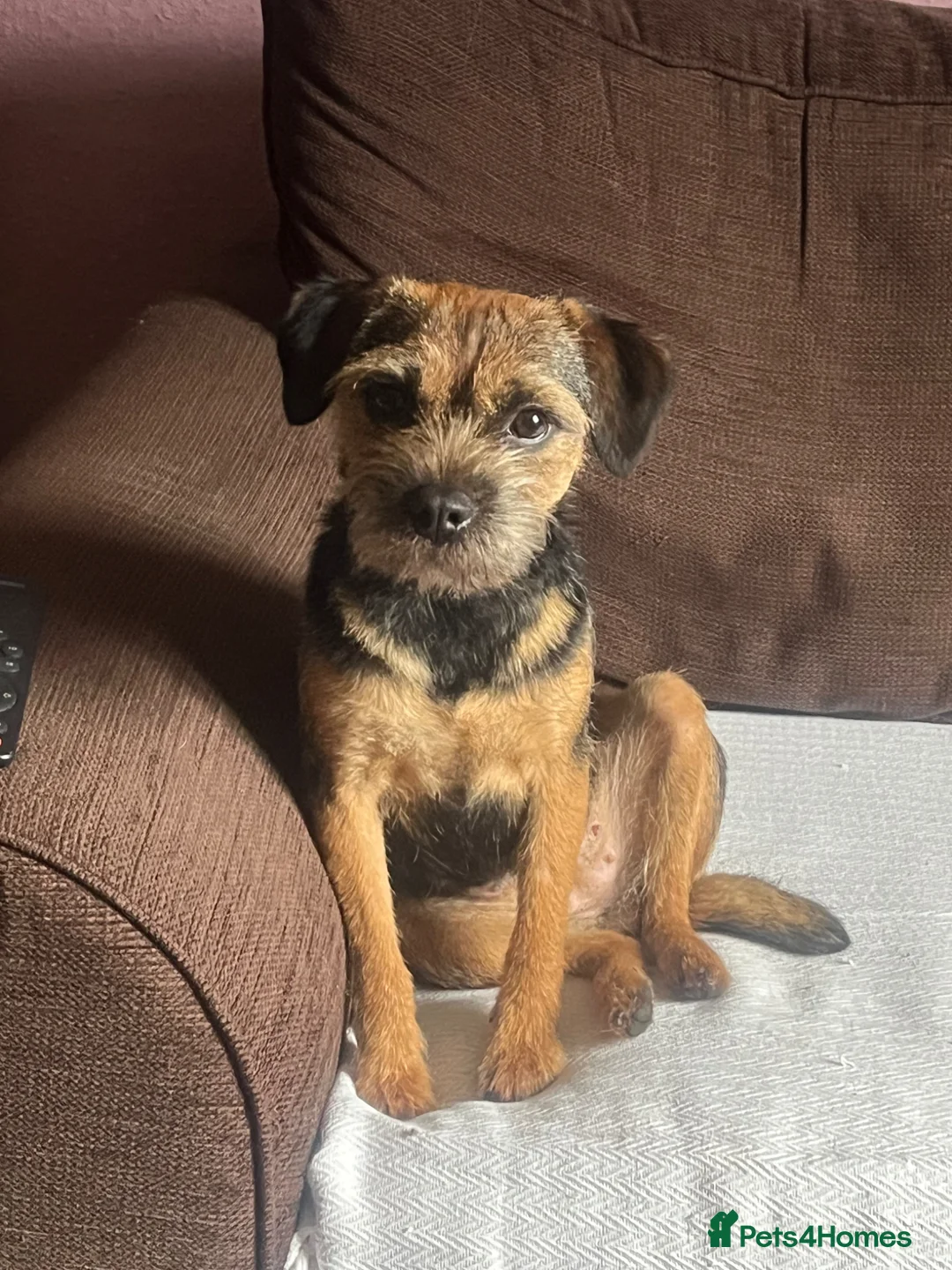 Border Terrier dogs for sale: Gorgeous Border Terrier girls - Advert 1