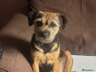 Border Terrier dogs Gorgeous Border Terrier girls - Advert 1
