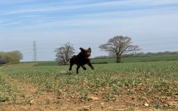 Labrador Retriever dogs for stud: Proven KC Reg Labrador health tested stud in Olney - Image 15