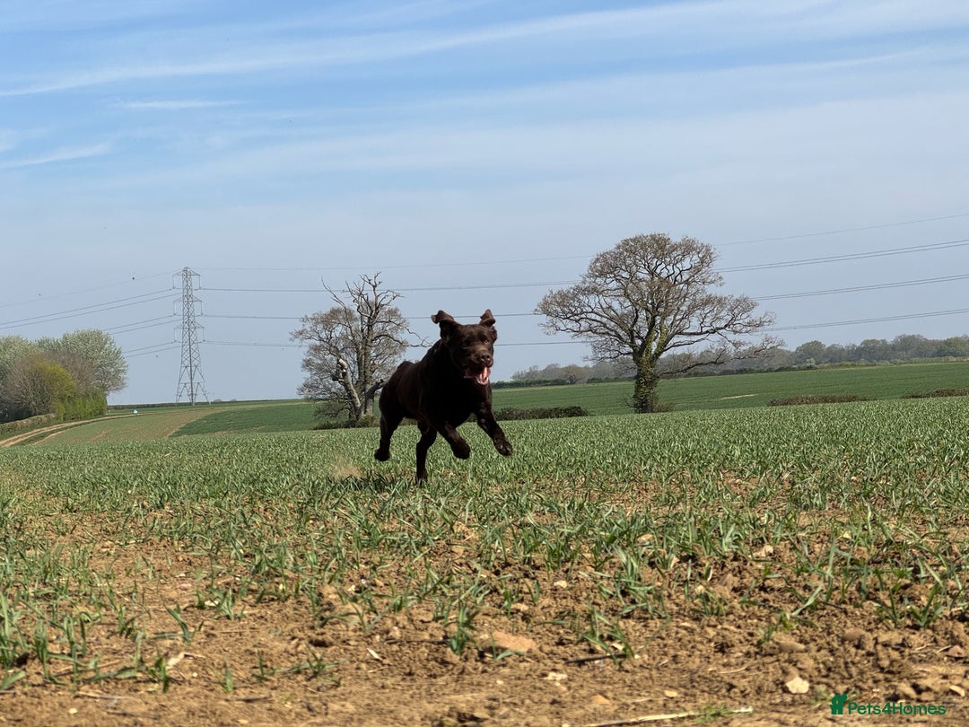 Labrador Retriever dogs for stud: Proven KC Reg Labrador health tested stud in Olney - Image 15