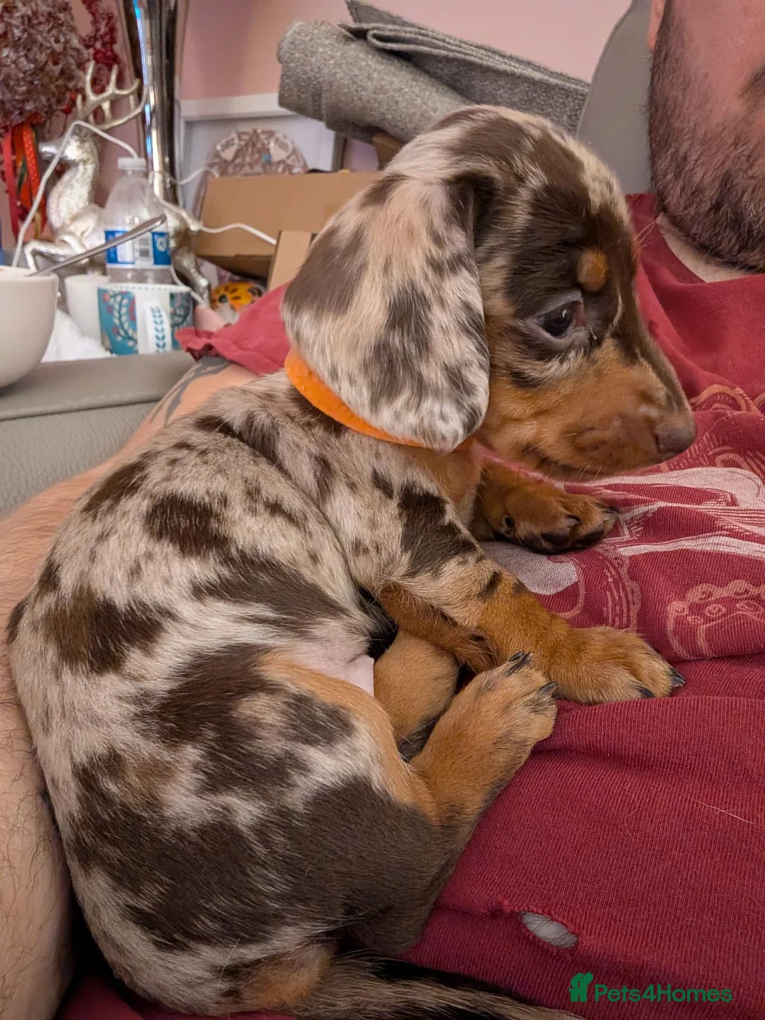 Miniature Dachshund dogs for sale: Miniature Dachshund Ready Now - Advert 37