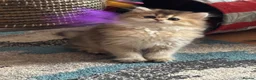 British Longhair cats for sale: GCCF reg Golden British Longhair/Shorthair Kittens - Advert 8