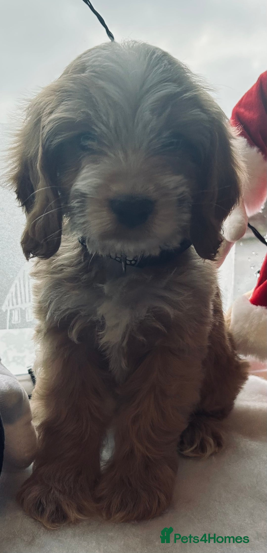 Cockapoo dogs for sale: Stunning cockapoo pups - ready now!  - Advert 10