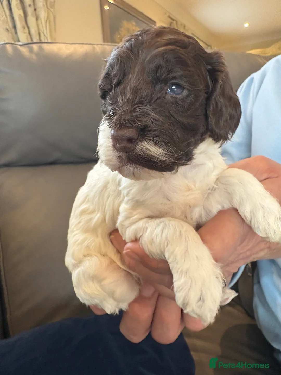 Cockapoo dogs for sale: Most Beautiful  F1 Cockapoo Puppy - Advert 25