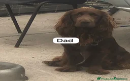 Mixed Breed dogs for sale: Puppies  - Image 5
