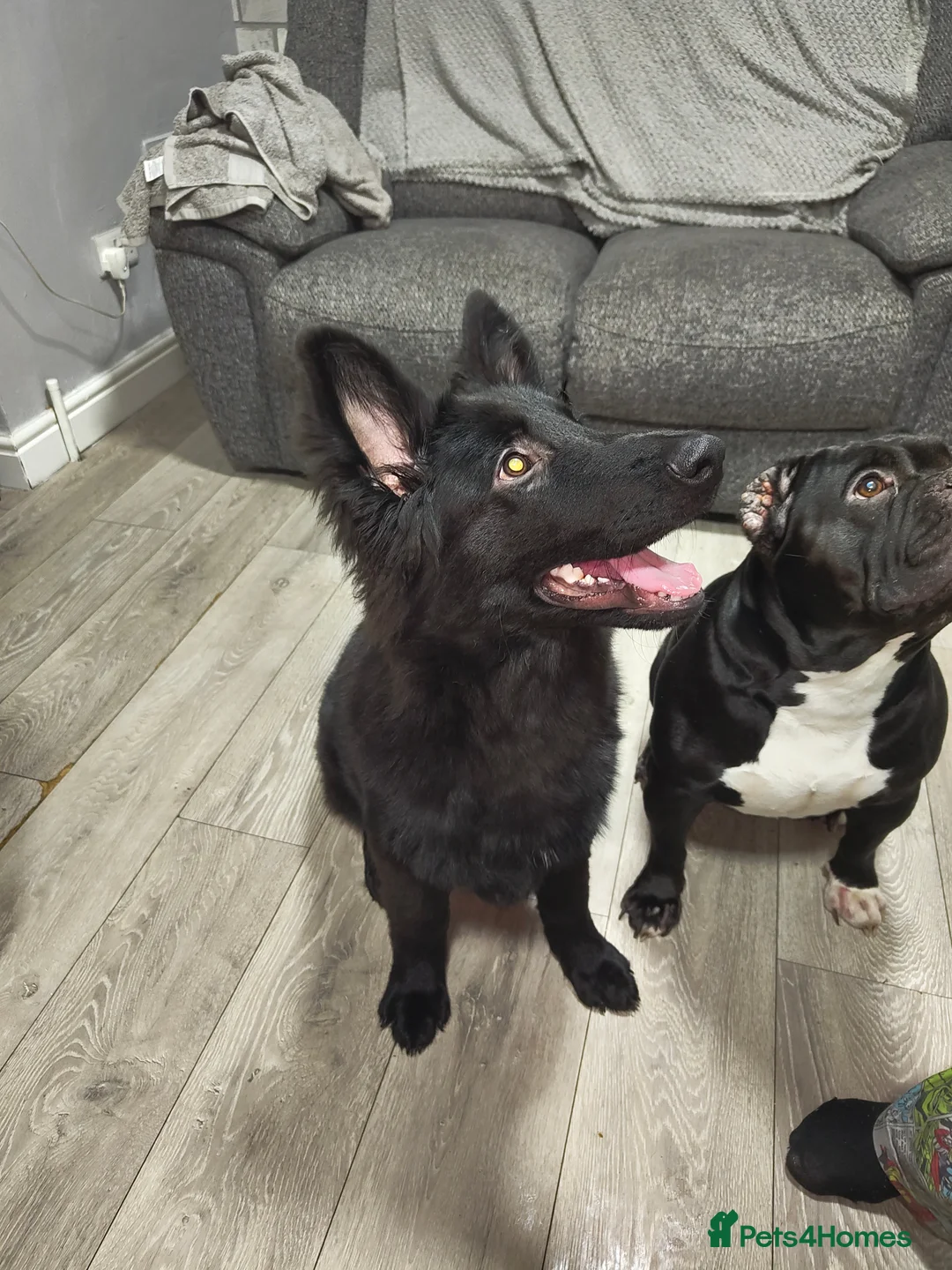 German Shepherd dogs for sale: femal 6 mounth old  in Brierley Hill - Advert 1