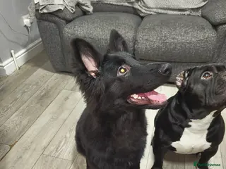 German Shepherd dogs femal 6 mounth old - Advert 2