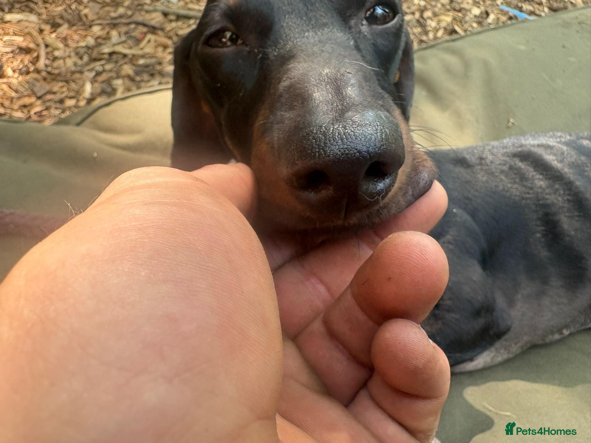 Dachshund dogs Dachshund looking for a specific home  - Advert 5